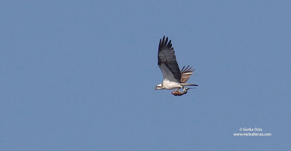 Águila pescadora