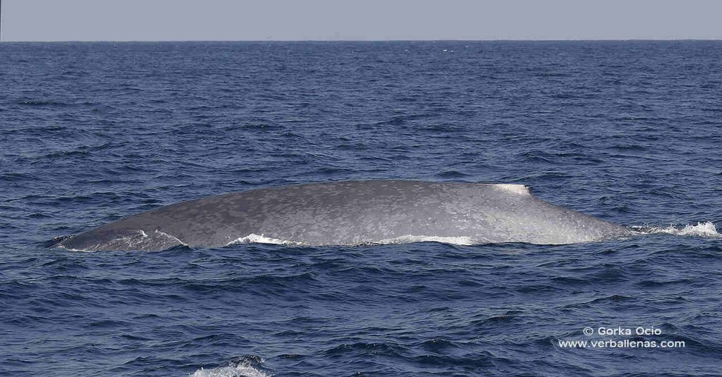 Ballena azul