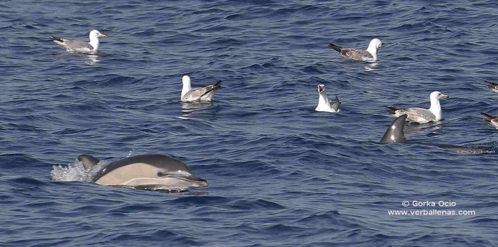 Delfin con aves marinas