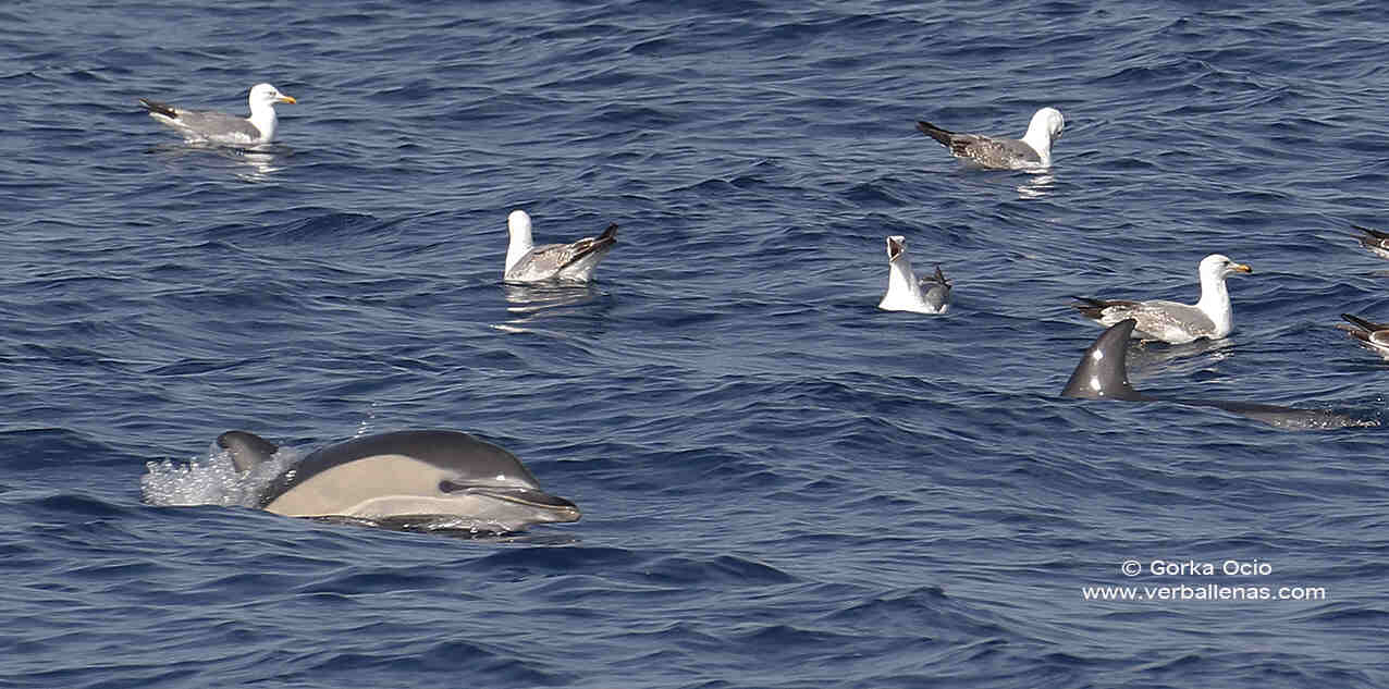 Delfin con aves marinas