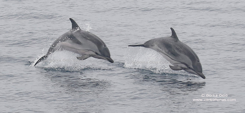 Delfines y orcas