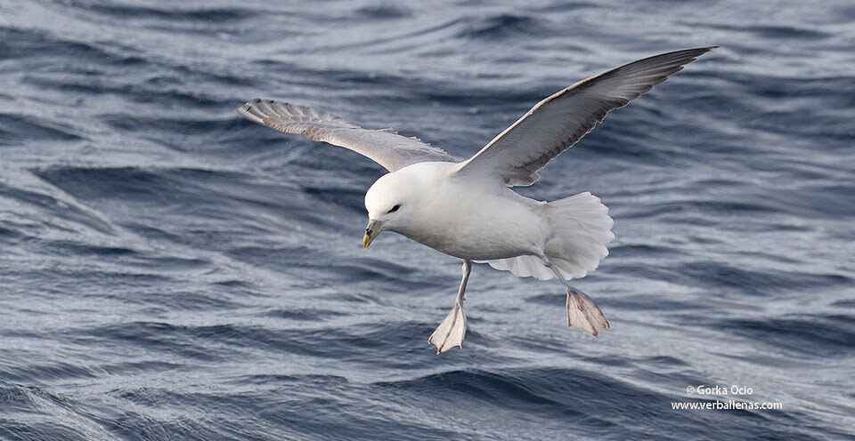 Otras aves marinas