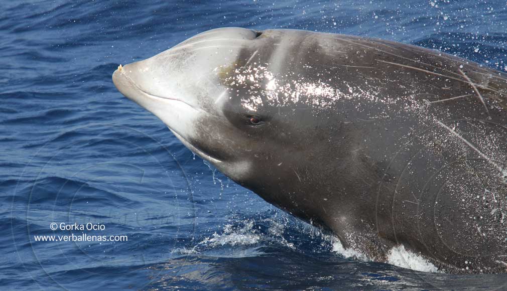 Ballenas picudas o Zifios