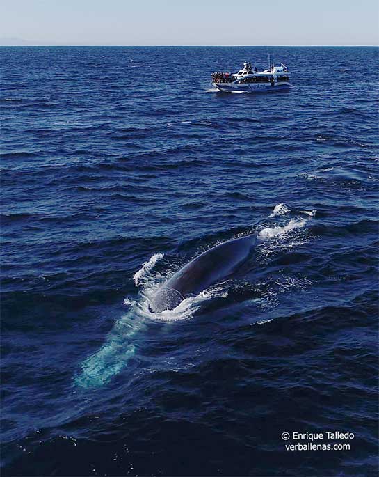 Ballena azul en Santurtzi