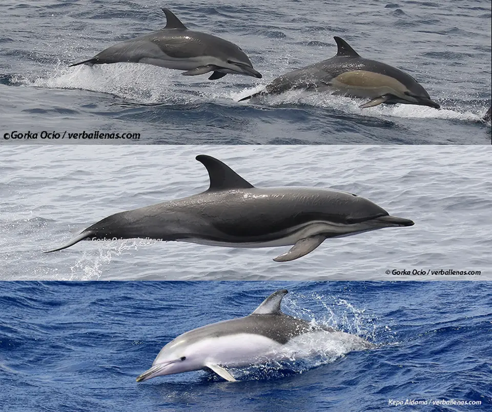 Coloraciones anómalas de los delfines comunes