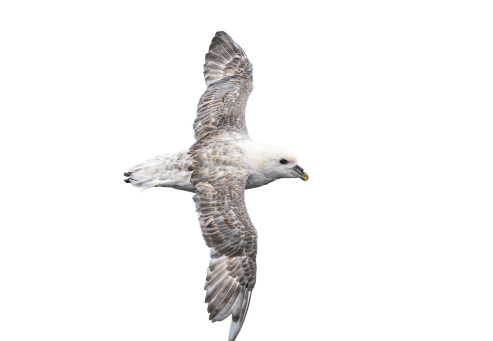Fulmar