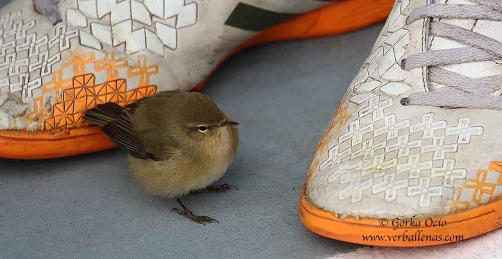 Mosquitero común
