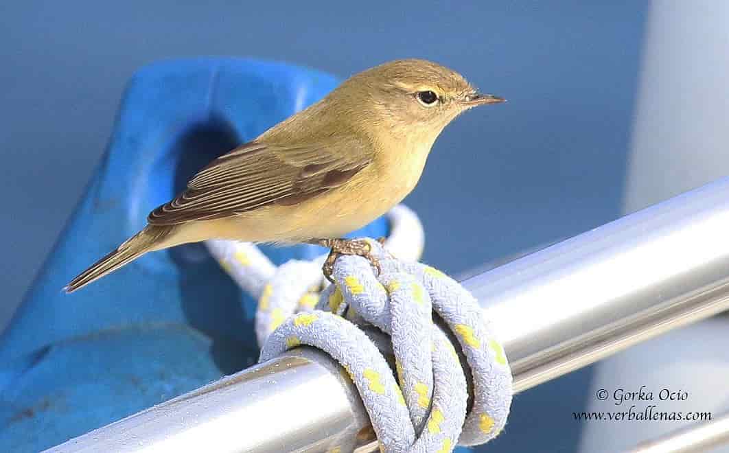 Mosquitero musical