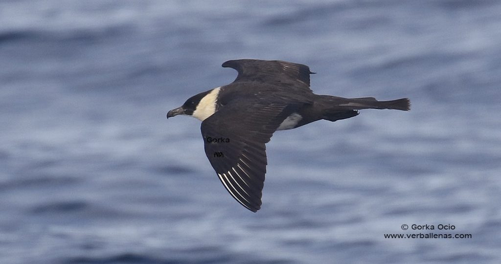 Págalo pomarino