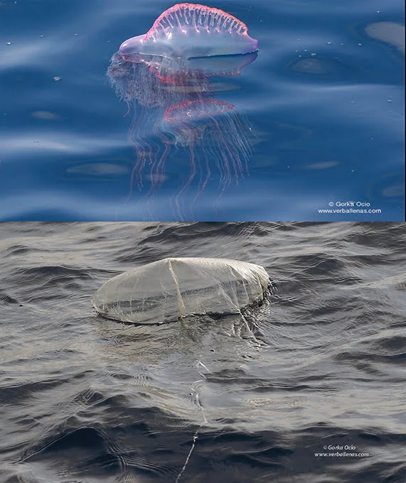 Composición fotográfica que muestra en la parte superior a una Carabela portuguesa y en la parte inferior un globo de helio.
