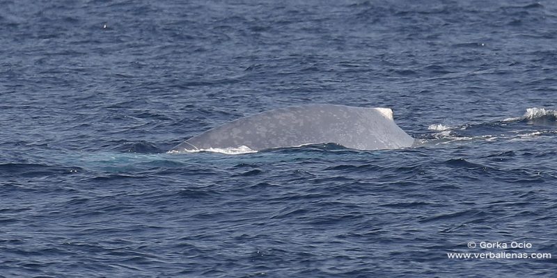 Ballena azul
