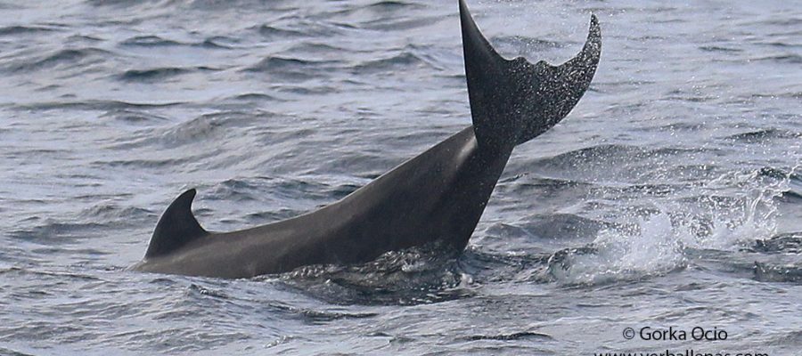 Caudal Zifio de Cuvier