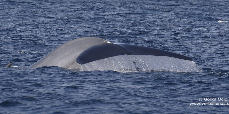 Cola de Ballena azul