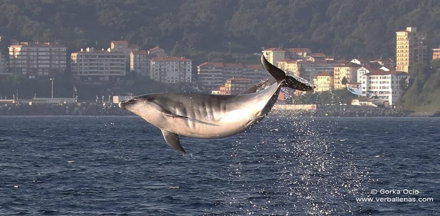Delfín mular en Bermeo