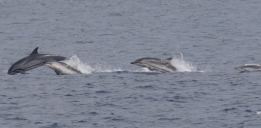Delfines listados