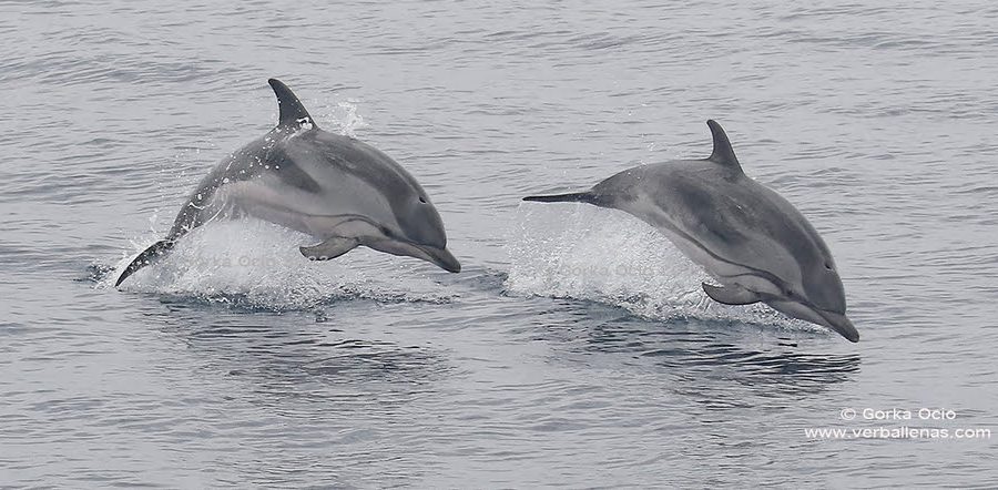 Delfines listados