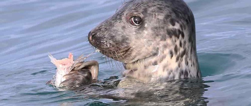 Foca gris
