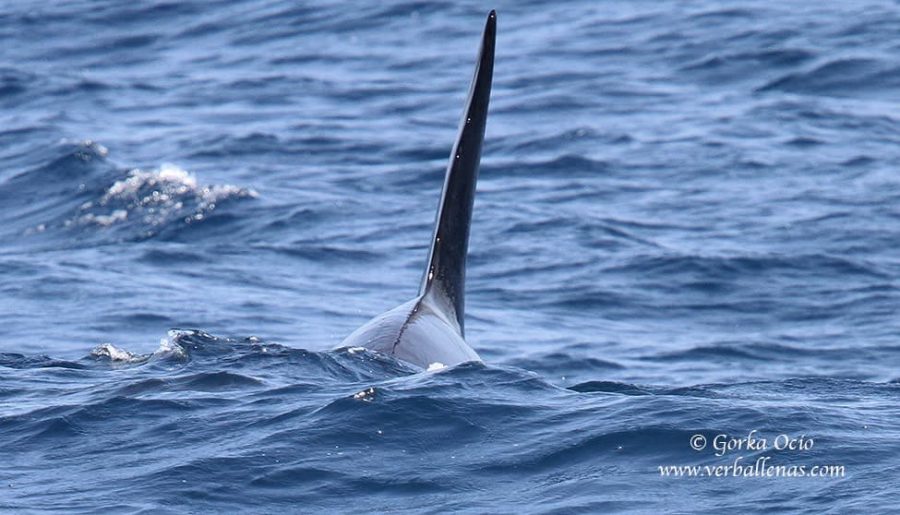 Orca macho