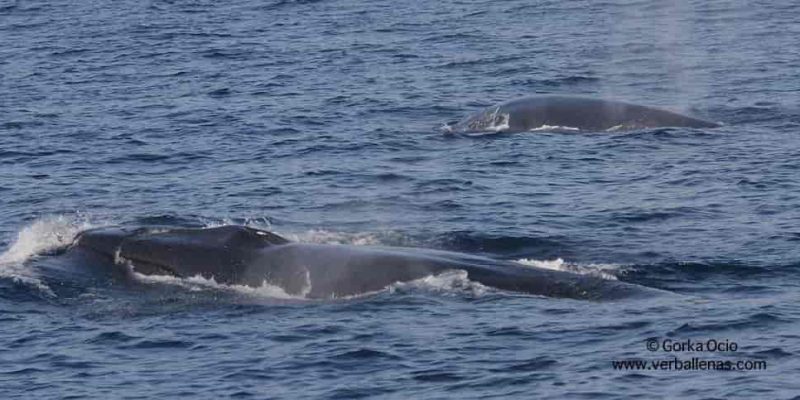 Rorcuales comunes