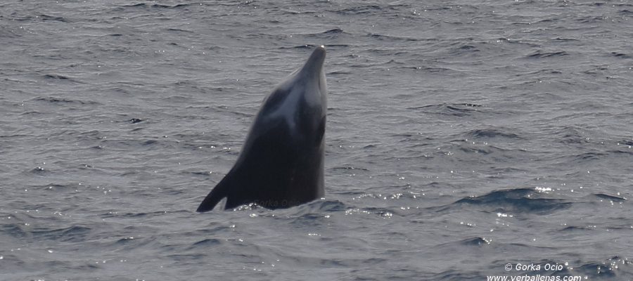 Zifio de Cuvier semisalto