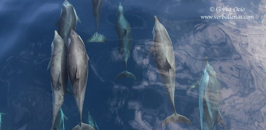 Delfines listados