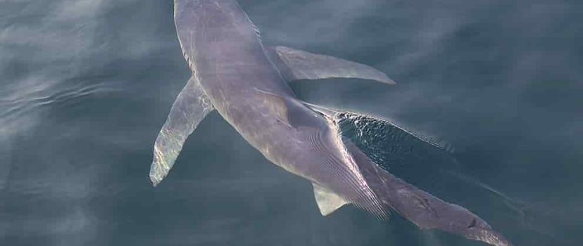Tiburón azul