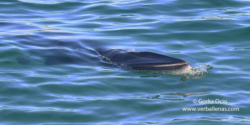 Aliblanco