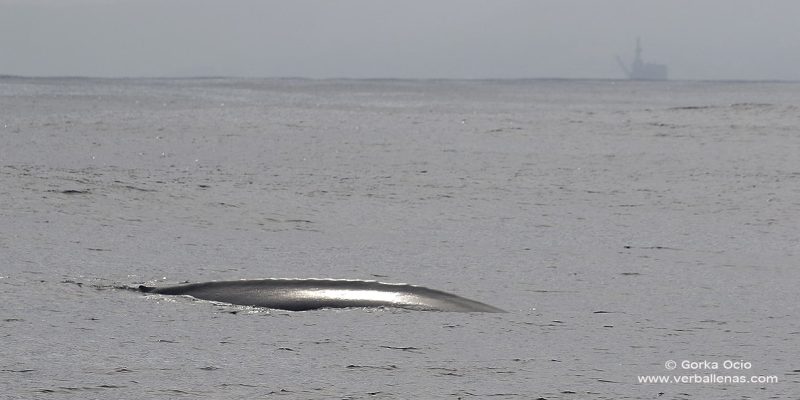 Ballena junto a plataforma petrolífera