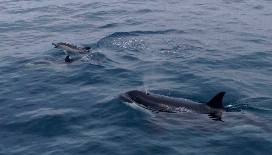 Orca con delfín