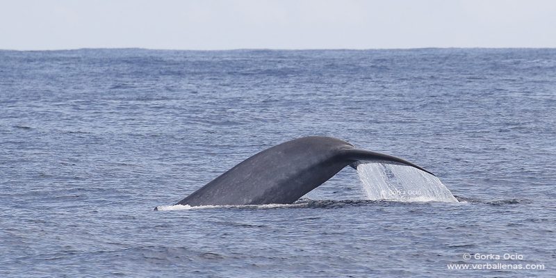 Cola de ballena azul
