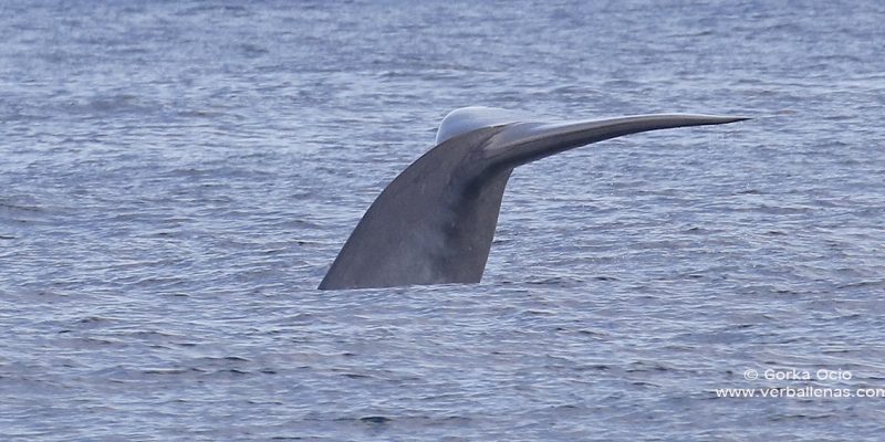 Cola de Ballena azul