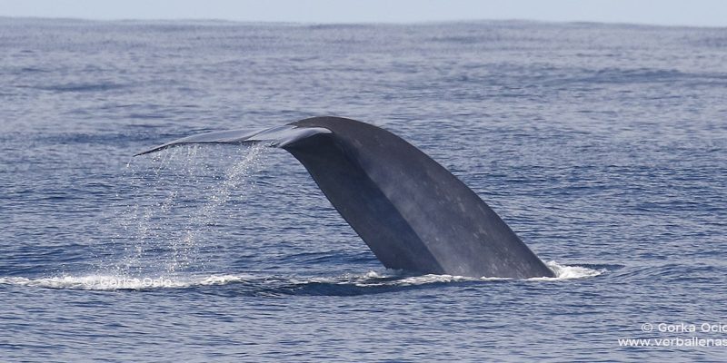 Cola de Ballena azul