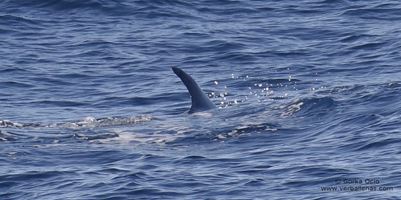 Dorsal Rorcual boreal