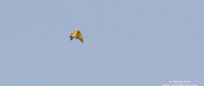 Mariposa en el mar