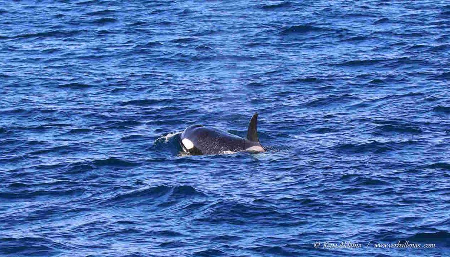 Orca