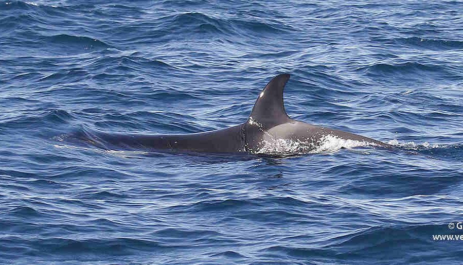 Orca