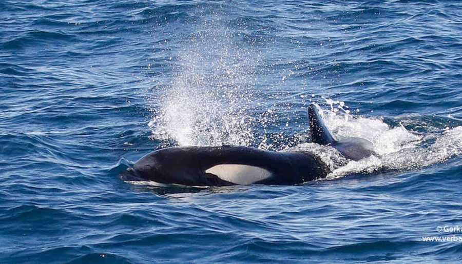 Orca