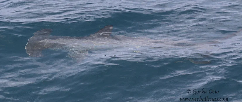 Tiburón martillo