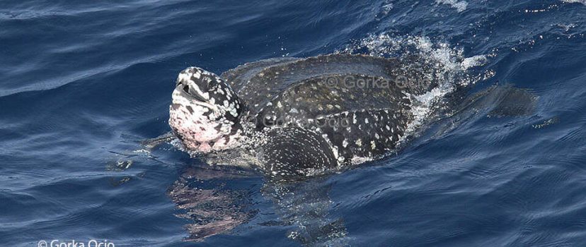 Tortuga laud
