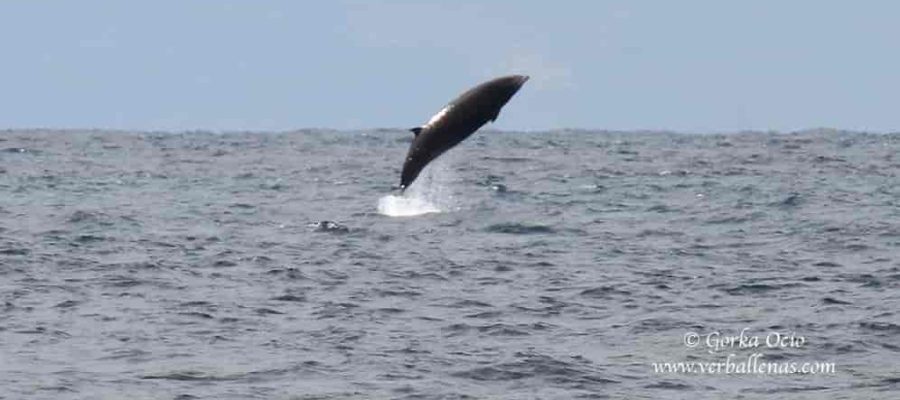 Zifio de Cuvier salto